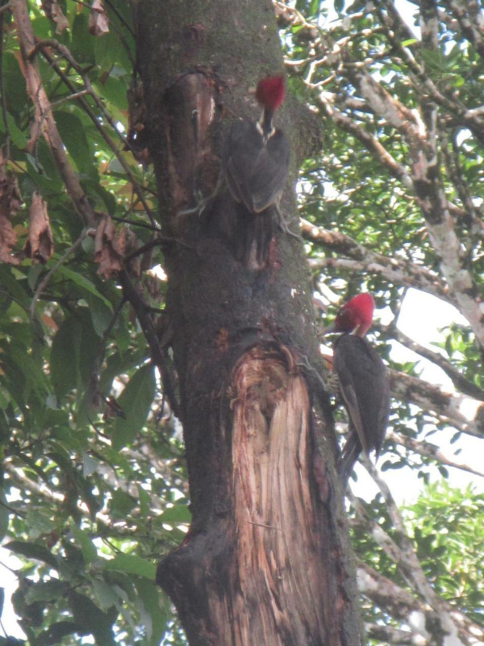 Casa Chilamates Tortuguero Zewnętrze zdjęcie