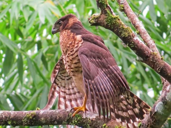 Casa Chilamates Tortuguero Zewnętrze zdjęcie
